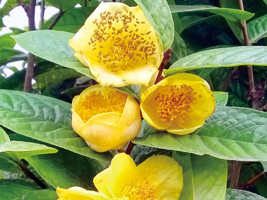 Cây chè hoa vàng