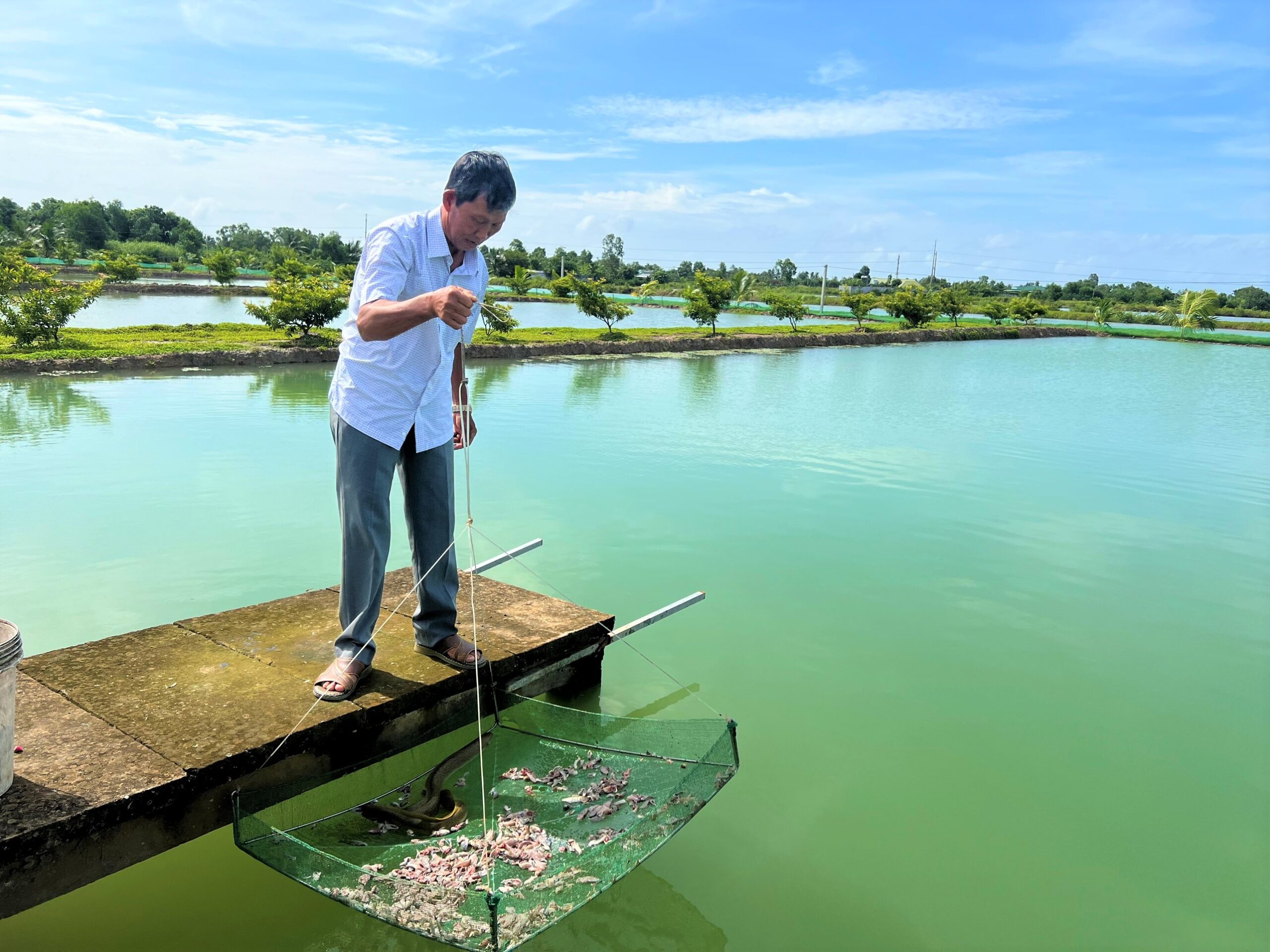 Với 40 ao nuôi cá chình, ông Ánh thu lãi tiền tỉ mỗi năm