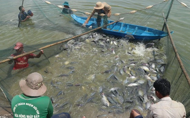 Lồng cá quý của ông bảy