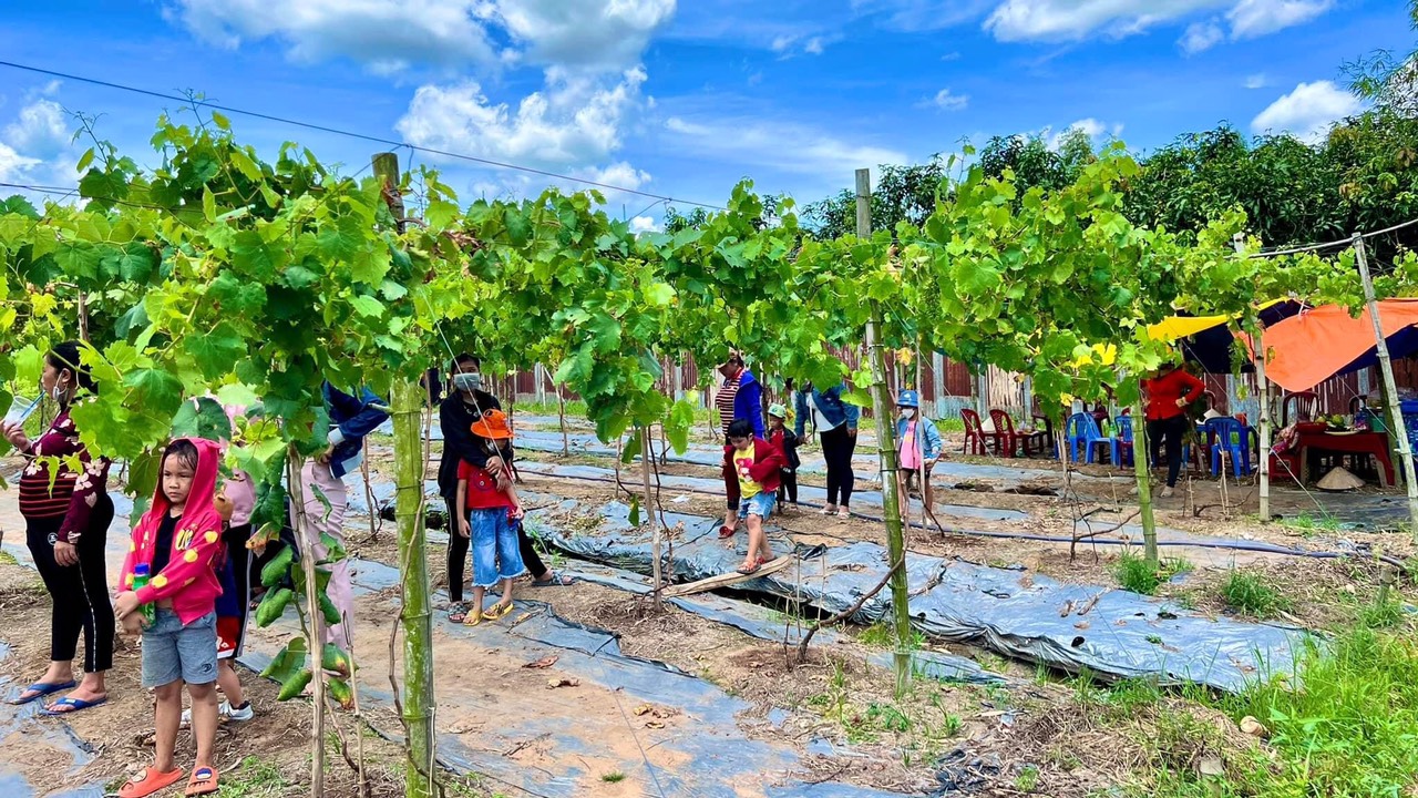 Mỗi ngày, có hàng trăm du khách đến tham quan vườn nho, giúp vợ chồng bà Lánh thu nhập tiền triệu