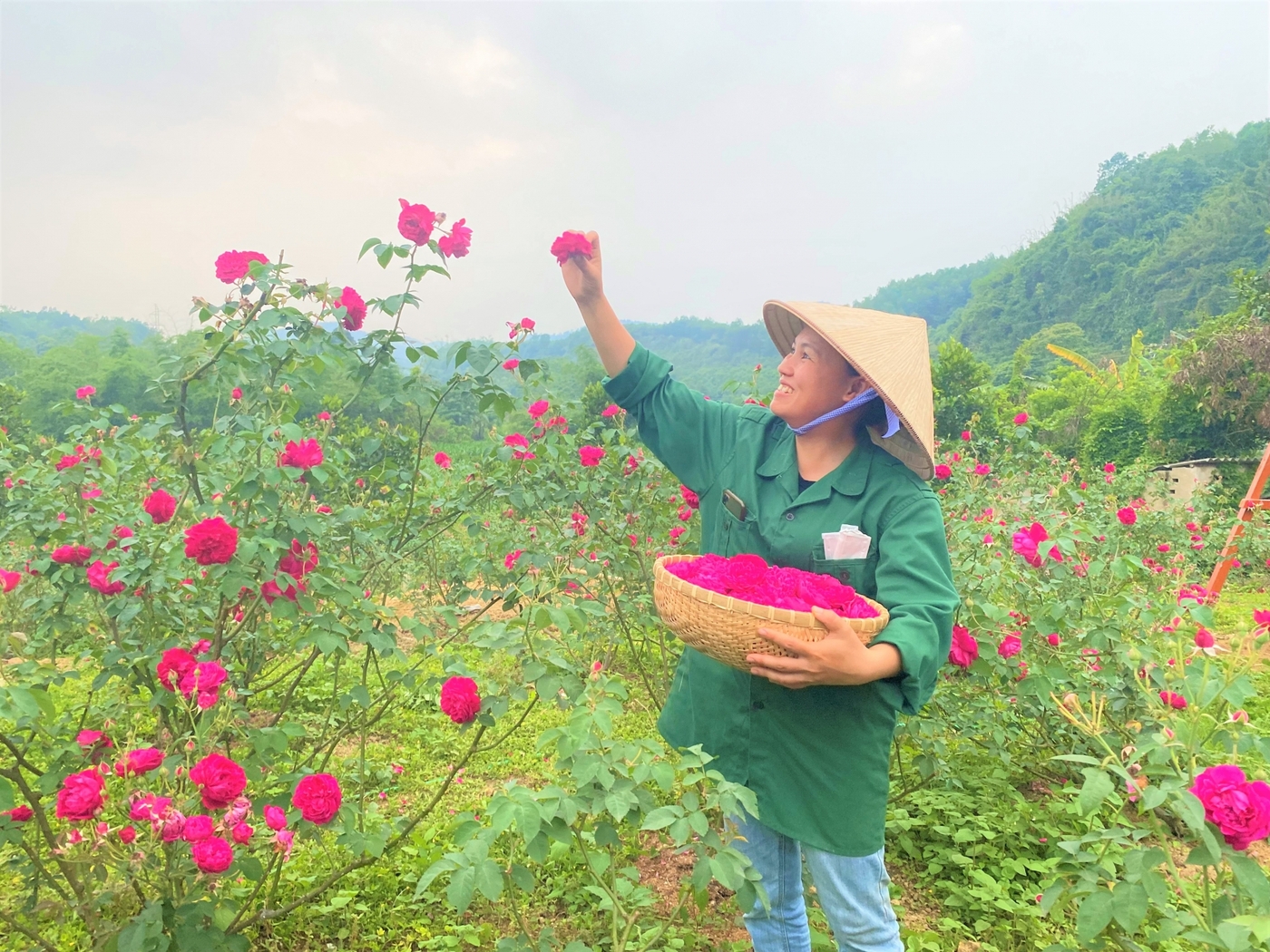 Trà hoa hồng từ vườn của Nhâm được chăm sóc tự nhiên, không chất bảo quản, mùi hương nhẹ nhàng, thoang thoảng nên được nhiều người tìm mua
