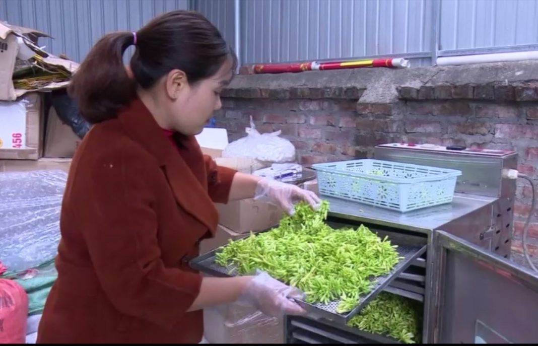 Quy trình chế biến trà hoa đu đủ của Tổ hợp tác xã Quân Hà