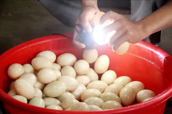 Sau 22 ngày muối trong lu, trứng vịt sẽ được đưa ra ngoài rửa sạch, soi đèn (kiểm tra chất lượng trứng)