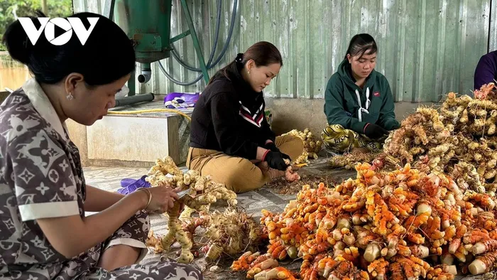 HTX Nhật Huy đang sử dụng nhiều lao động ở địa phương để sơ chế nghệ tươi