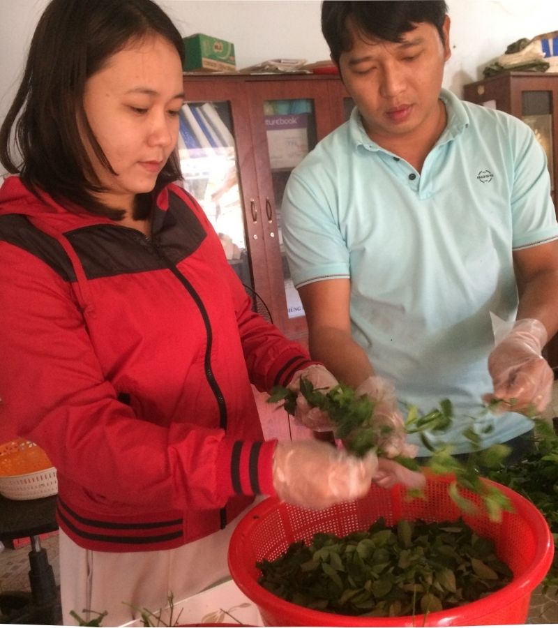 Chị Trần Thị Thúy Kiều chuẩn bị nguyên liệu chế biến bột rau ngót.