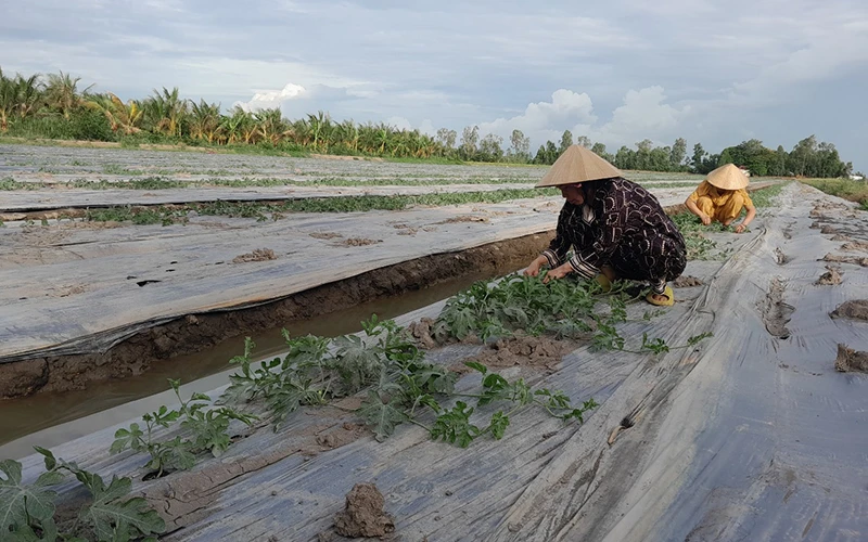 Mô hình trồng dưa Kim Hồng Ngọc trên đất lúa
