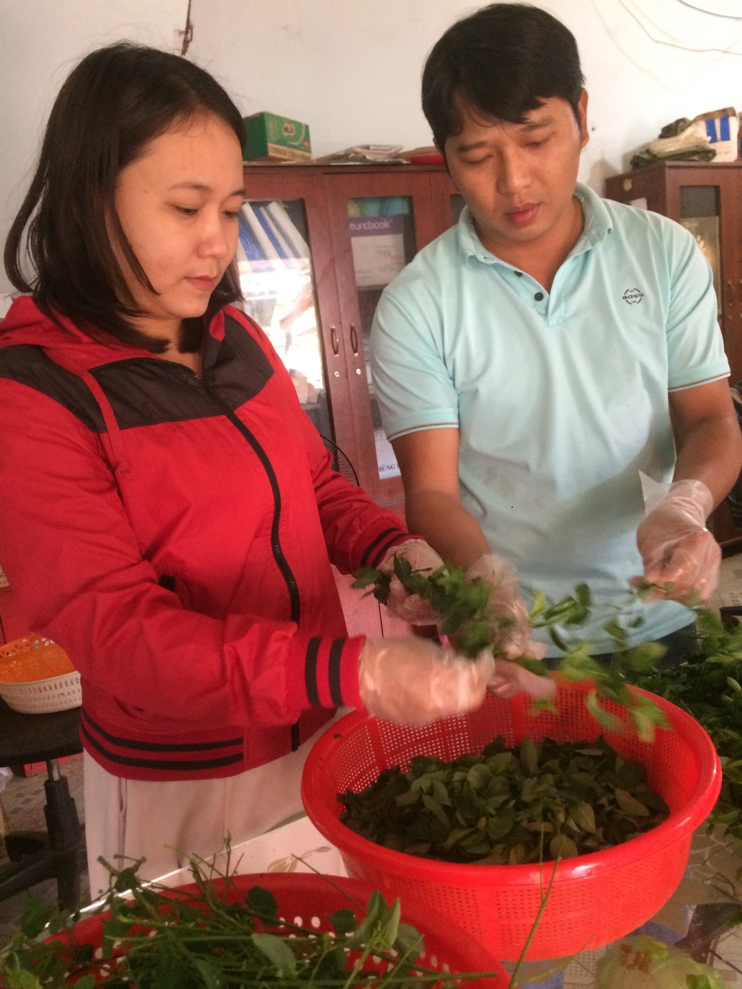Chị Trần Thị Thúy Kiều chuẩn bị nguyên liệu chế biến bột rau ngót