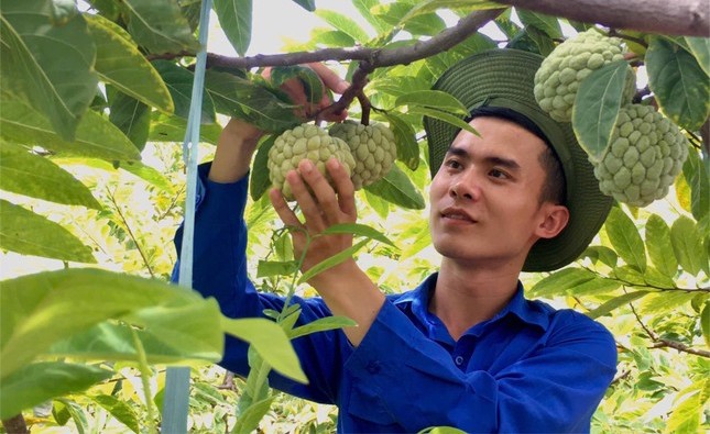 Anh Thắng là người tiên phong phát triển mô hình trồng na bở Liên Khê theo hướng hữu cơ
