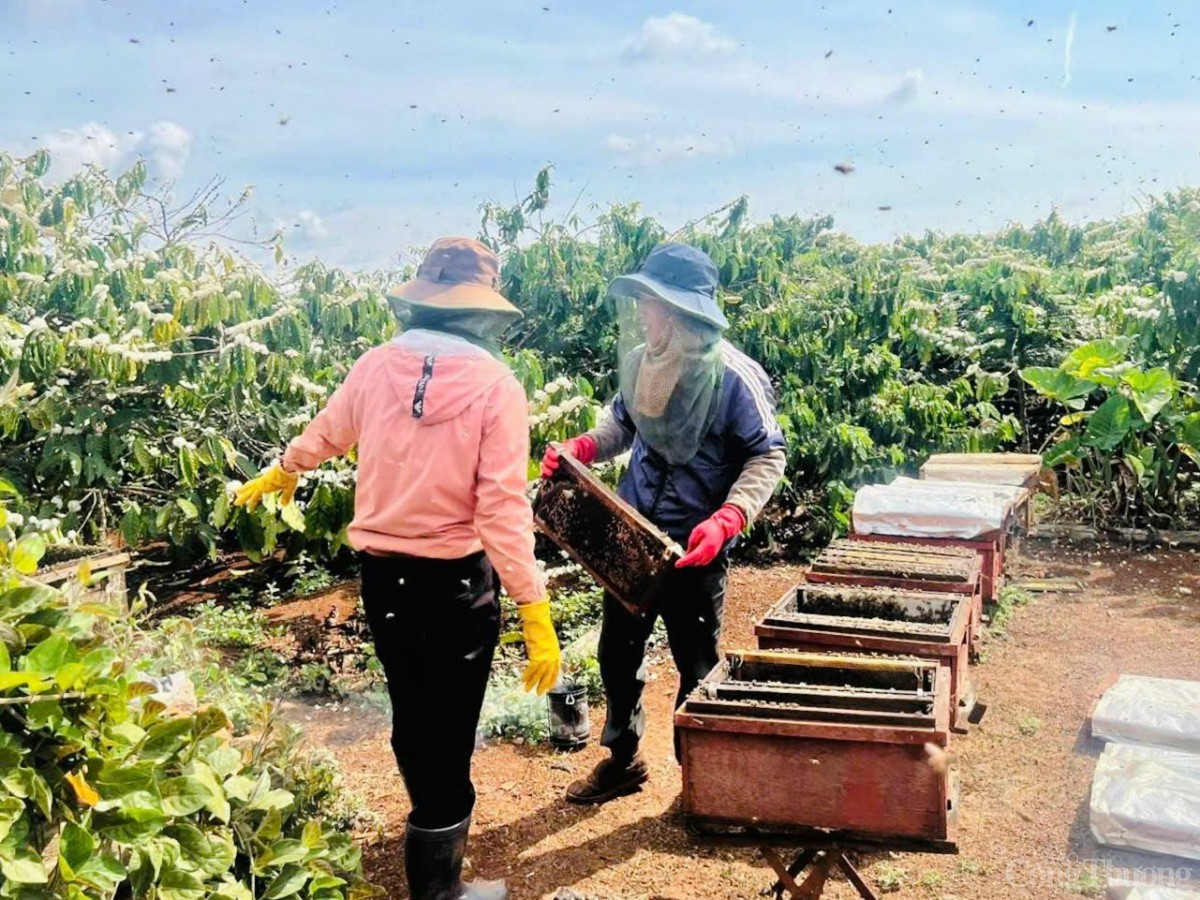 Công nhân lấy mật từ trang trại nuôi ong.