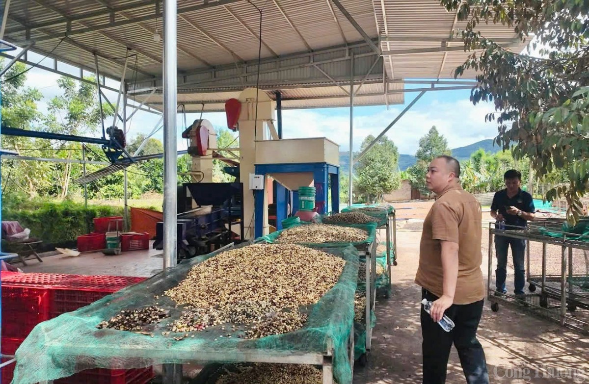 Vùng nguyên liệu của Công ty TNHH cà phê Tropico Tây Nguyên trải dài trên vùng đất Bắc Tây Nguyên với 2 giống cà phê Arabica và Robusta.