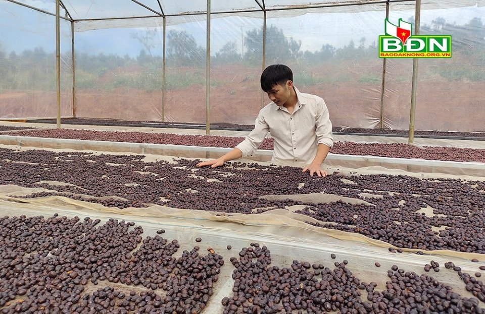 Anh Hoàng Châu Việt Vũ đầu tư chế biến sâu, gia tăng giá trị sản phẩm cà phê